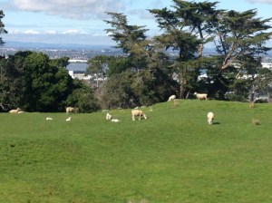 Some sheep on One Tree Hill