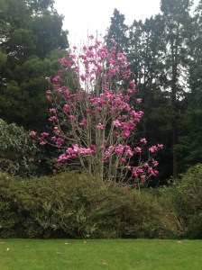 One of many Rhodendendron trees in Pukekura Park in New Plymouth
