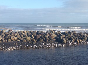 Scenes from the Coastal Walkway