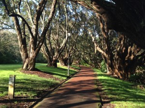 Awesome trees along the route!