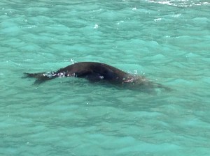 A playful seal