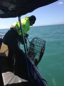 Hauling up the crayfish pot