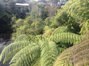 Ferns are all over this country in all shapes and sizes.  The silver fern is the symbol for the national rugby team and is being considered as a symbol for the new New Zealand flag.