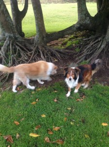 Jess and Baz having their own walkabout at Audrey Gale Reserve