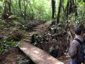Lake Mangamahoe -- part of trail through forest