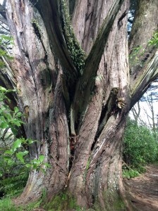 Carrington Walkeay --Large, old tree