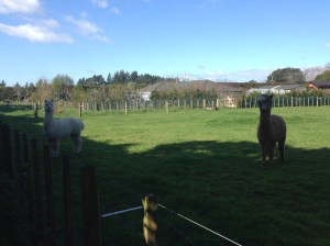 The llamas posing for their big shot.