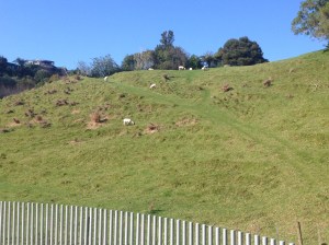 Sheep on a hill -- in town!