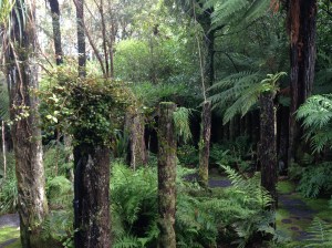 More of Te Kainga Marire