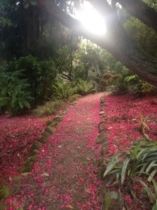 One of the walkways at Hollard Gardens