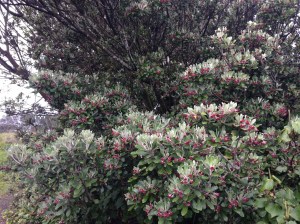 Beth's new favorite bush along the Opunake walkway