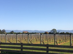 Scene from Martinborough Wine Region -- Cheers!