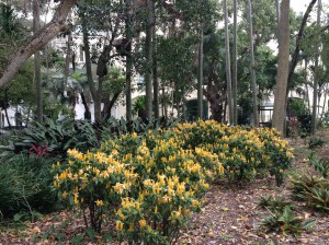 Brisbane City Botanical Gardens