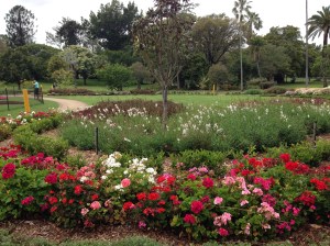 Brisbane City Botanical Gardens
