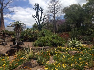 Mt. Coot-tha Botanical Gardens -- Texas style 