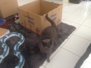 Grahammy coming out of the box
