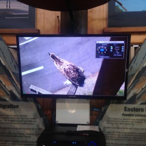 Osprey TV