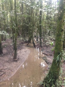 Bush around Lake Rotokare
