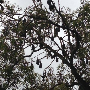 The stationary (yeah!) flying foxes in the Redcliffe Botanical Garden