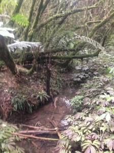 Bush around Lake Rotokare