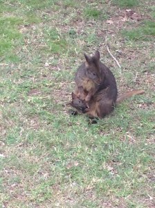 A pademelon and her joey