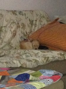 The ever-entertaining puppy.