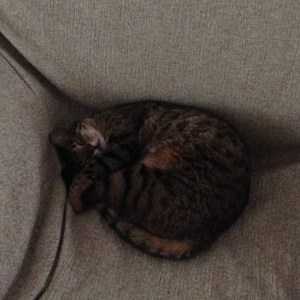 The agile, active June taking a much-deserved catnap!