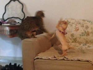 Puppy at play with June.  The cat is good about playing nice with the little one.  We had to watch puppy though as she hasn't learned quite how to restrain her exuberance with having a playmate and that June is not one of her stuffed toys.