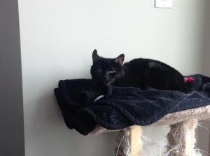 The aptly named Squeak relaxing on one of her favorite perches.