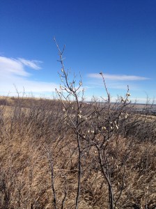Prairie-like topograhy of Nose Hill