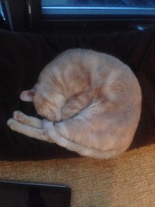 Purrcy at complete ease.