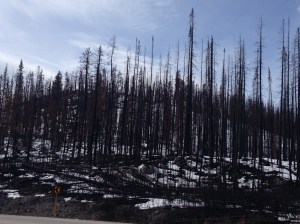 Burned trees around Medicine Lake.  In 2015, a lightening strike started a fire that burned for 9 days underground before destroying acres of trees near Medicine Lake