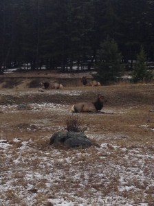 Our first sighting of wildlife (non birds) in Canada -- getting close to elk on our hike back into Jasper