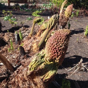 Plants growing in limestone or turba