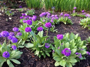 Flowers at Botanical Gardens