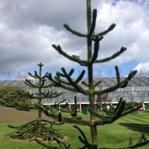 Monkey Puzzle Tree at Botanical Gardens