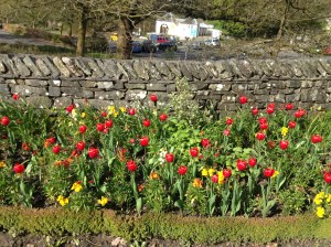 Flowers on our way to Ambleside