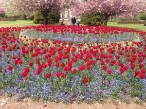 Flowers in park near Town Hall