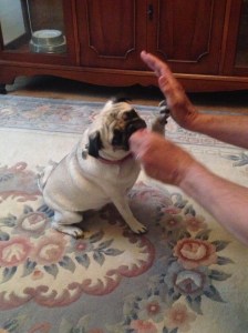 Daisy giving a high five.