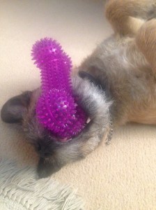 Bruce playing with new favorite toy after "conquering" the old one by killing the squeak