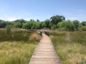 One of the boardwalks at the Buenos Aires National Wildlife Refuge -- a 117,000+ refuge area for the protection of wildlife.