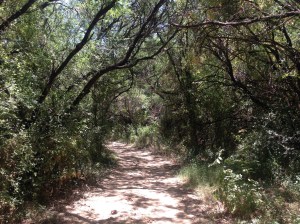 Closer to Green Valley, we hiked the 4 mi (each way) Anzac trail from the Tubac Presidio State Historic Park to Tumacacori State Park.