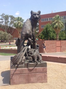 One of several wildcat statues on campus. While the wildcat is their mascot, their official motto is "bear down" supposedly a message from John Salmon, a fatally injured popular U of A athlete, to his coach before he died.