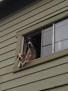Bob and I started with a climb of Chihuahua Hill for a view of the town. These dogs watched us from a house at the start of the climb. Look at the size of the black and white dog!