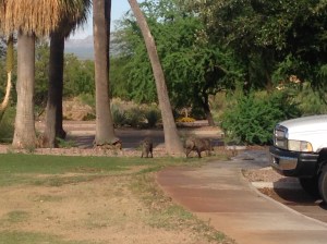 2 Javelinas out roaming one of the local golf courses!