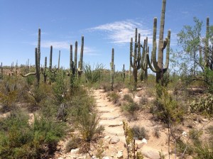 Varied shapes and sizes