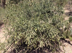 One variety of the Cholla.
