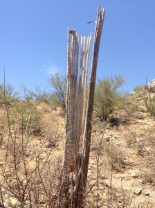A peak inside the woody interior.