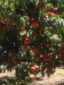 One variety of the peaches grown on the orchard -- either Red Globe or New Haven.
