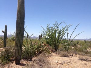 The ocotillo is the spiky bush-type plant in the background.